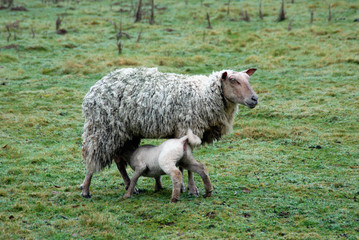 Obraz na płótnie Canvas Lamb karmienia matkę