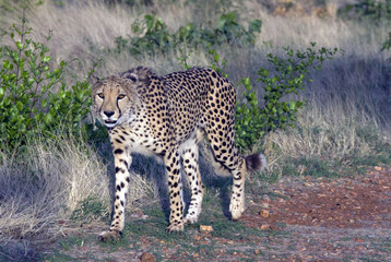 Gepard,Cheetah in Namibia