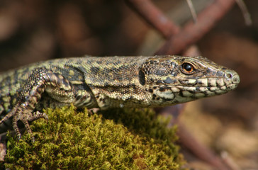 Lézard