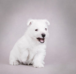 West Highland White Terrier / westie puppy