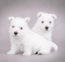 West Highland White Terrier / westie puppies