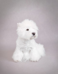 West Highland White Terrier