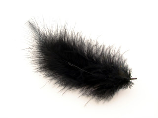 Black feather