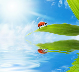 Ladybug sitting on a green leaf reflected in rendered water
