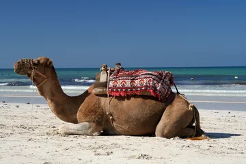 Muurstickers strand kameel © Steffen Eichner
