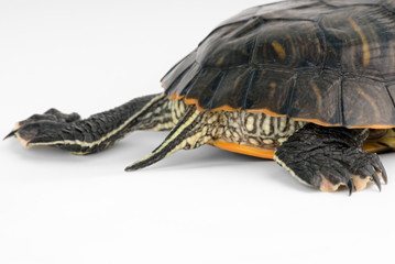 Fototapeta premium Tortuga 