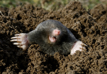 black mole