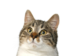 cat on white background