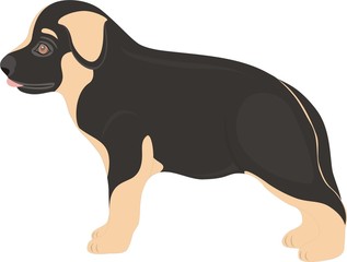 Welpe(www.fertig-unterricht.de)