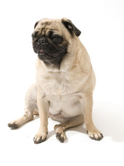 Obraz premium Pug Looking Cute, Isolated Against White