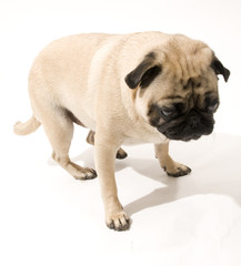 Pug Standing Up, Isolated