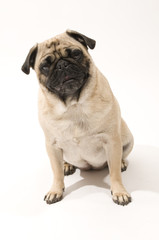 Pug Sitting Down, Isolated Against White Background