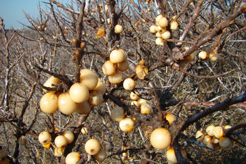 Fruit d'argousier,Somme,Cote picarde