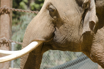 Asian Elephant 3