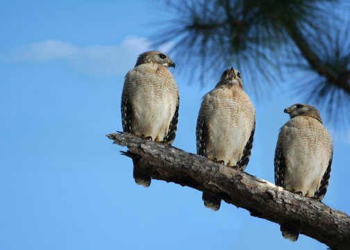 Three is a Crowd