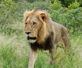 A young male lion in the Kruger Park, South Africa.