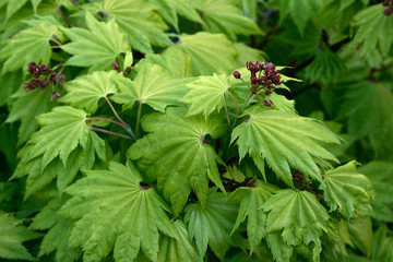 Goldahorn mit Blüten
