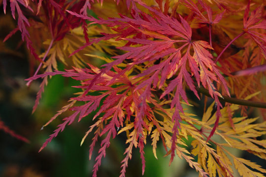 Ahornblätter im Herbst