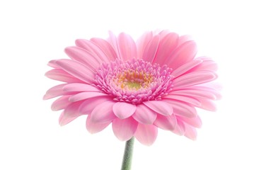 Close-up of pink gerbera flower against white background - 6475141