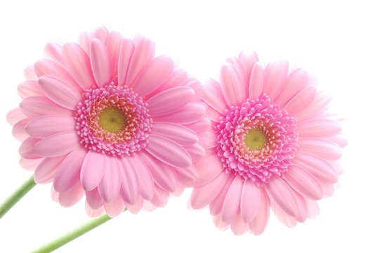 Fototapeta Close-up of two pink gerbera flowers against white background