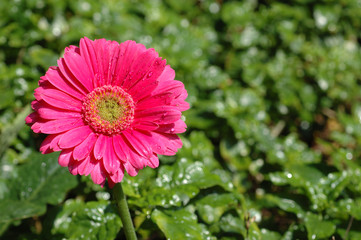 Close up of a pink gerbera flower with copyspace