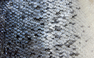Salmon scales, close-up - natural texture © Kondor83