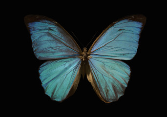 blauwe morpho vlinder op een zwarte achtergrond
