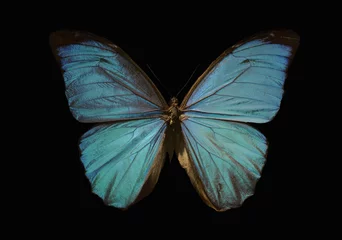 Keuken foto achterwand Vlinder blauwe morpho vlinder op een zwarte achtergrond