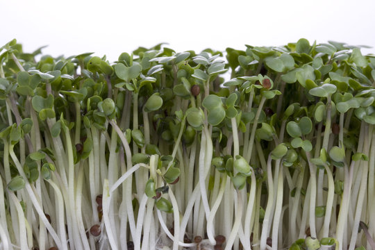 growing broccoli sprouts shot against white background