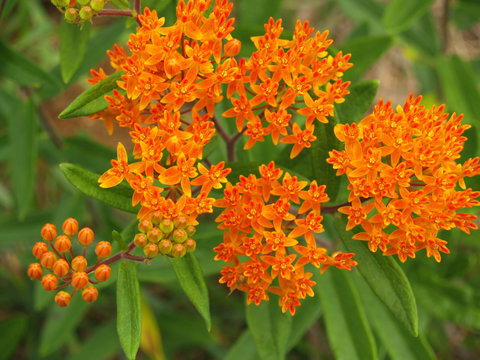 Butterfly Weed Or Orange Milkweed (Asclepias Tuberosa) In NC