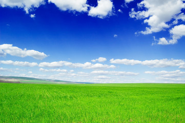 Fototapeta premium Green field, blue sky, white clouds.