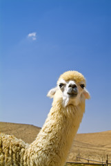 white alpaca looking at camera