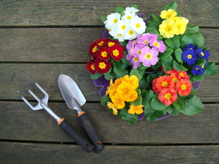 planting flowers