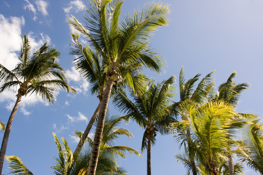 tropical coconut palm tree with blue sky