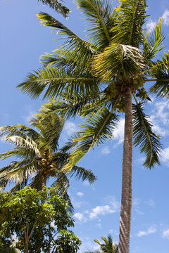 tropical coconut palm tree with blue sky