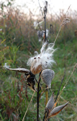 Milkweed.weed,hay fever, allergy season