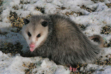 opossum, close up