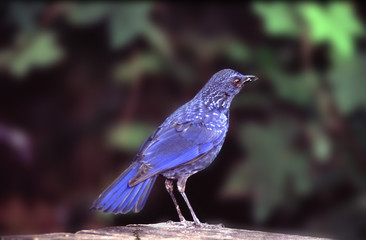 blue bird