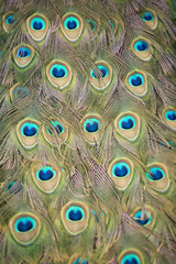 Obraz premium Peacock Tail 5