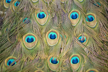 Fototapeta premium Peacock Tail 6