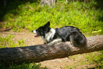 bordercollie lying on a tree trunk