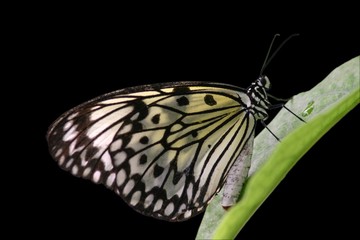 Schmetterling