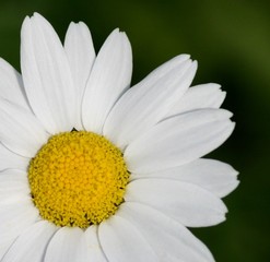 Fototapeta premium Hallo Fruehling