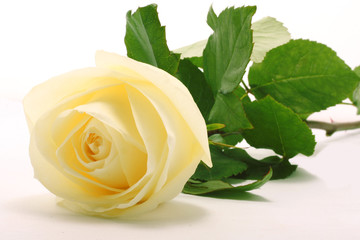 White rose