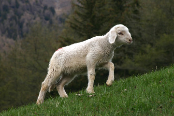 Obraz premium Schäfchen