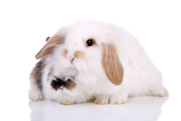 Lop-eared bunny leaning over a fellow baby bunny