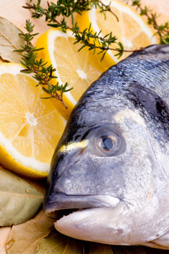 Sch&ouml;ner frischer Fisch mit offenem Maul