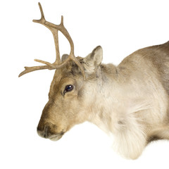 Obraz premium reindeer (2 years)