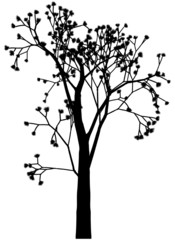 Obraz premium Spring tree with buds