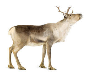 reindeer (2 years) - obrazy, fototapety, plakaty